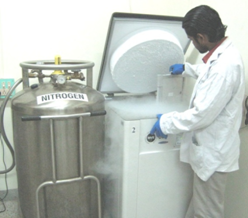 Cryopreservation